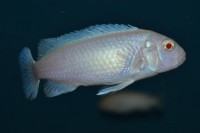 /album/aqvahousefish/ps-socoli-albino-jpg/